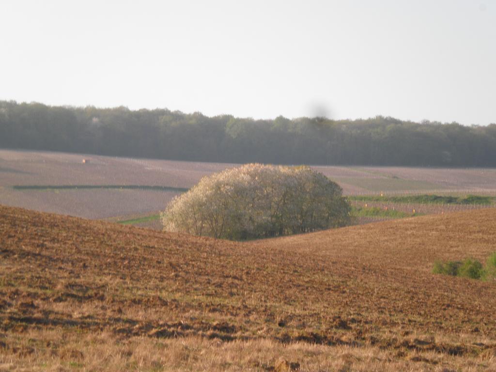Domaine Du Moulin De L'Etang Bed and Breakfast Châtillon-sur-Marne Εξωτερικό φωτογραφία