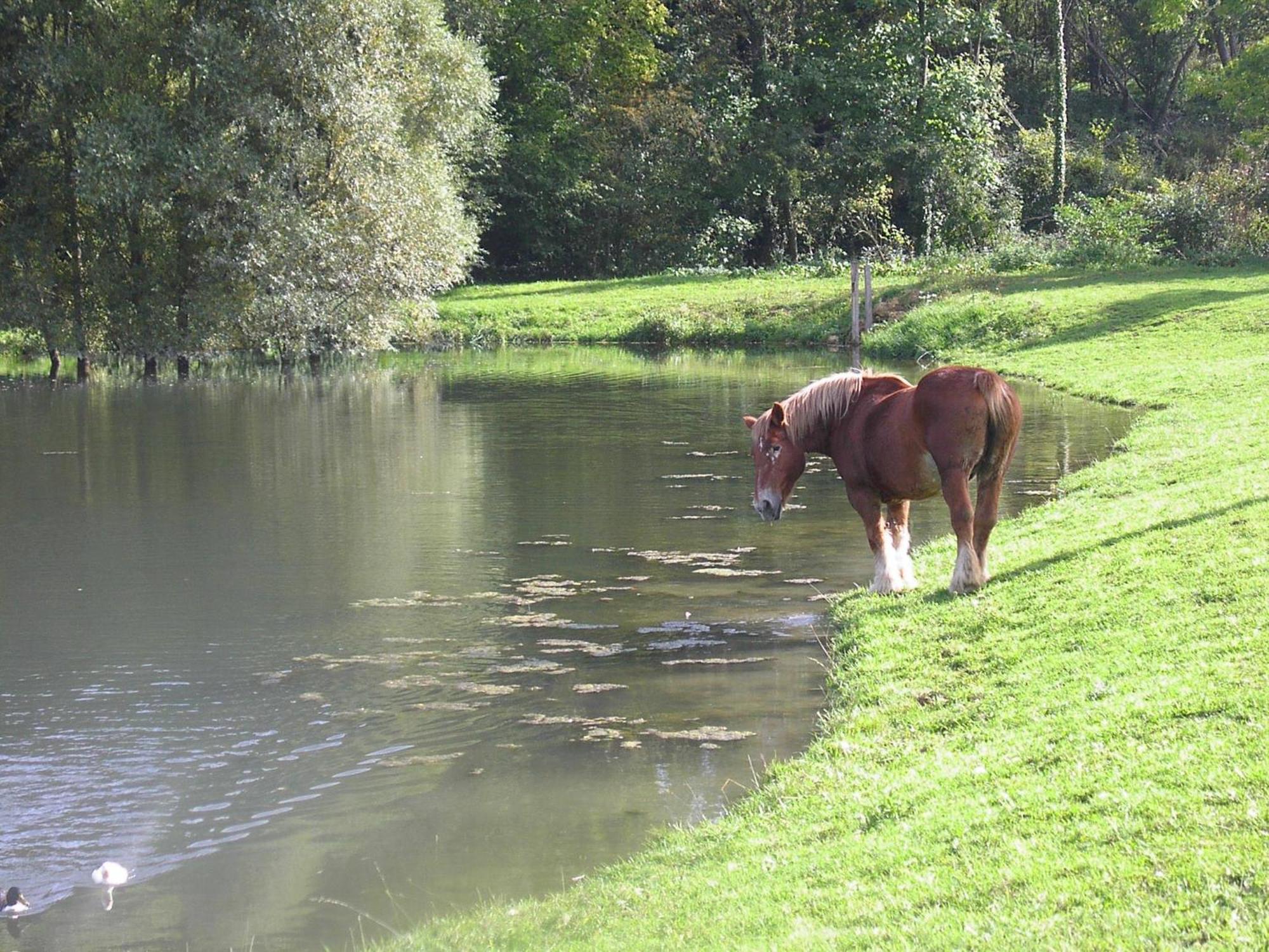 Domaine Du Moulin De L'Etang Bed and Breakfast Châtillon-sur-Marne Εξωτερικό φωτογραφία
